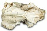 Fossil Oreodont (Leptauchenia) Skull - South Dakota #284206-6